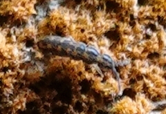 Isotomurus palustris