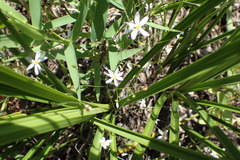 Chaetopappa asteroides