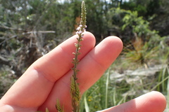 Verbena scabra