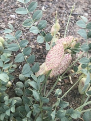 Astragalus oophorus
