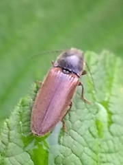 Hemicrepidius