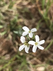 Arabidopsis