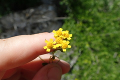 Perityle lindheimeri