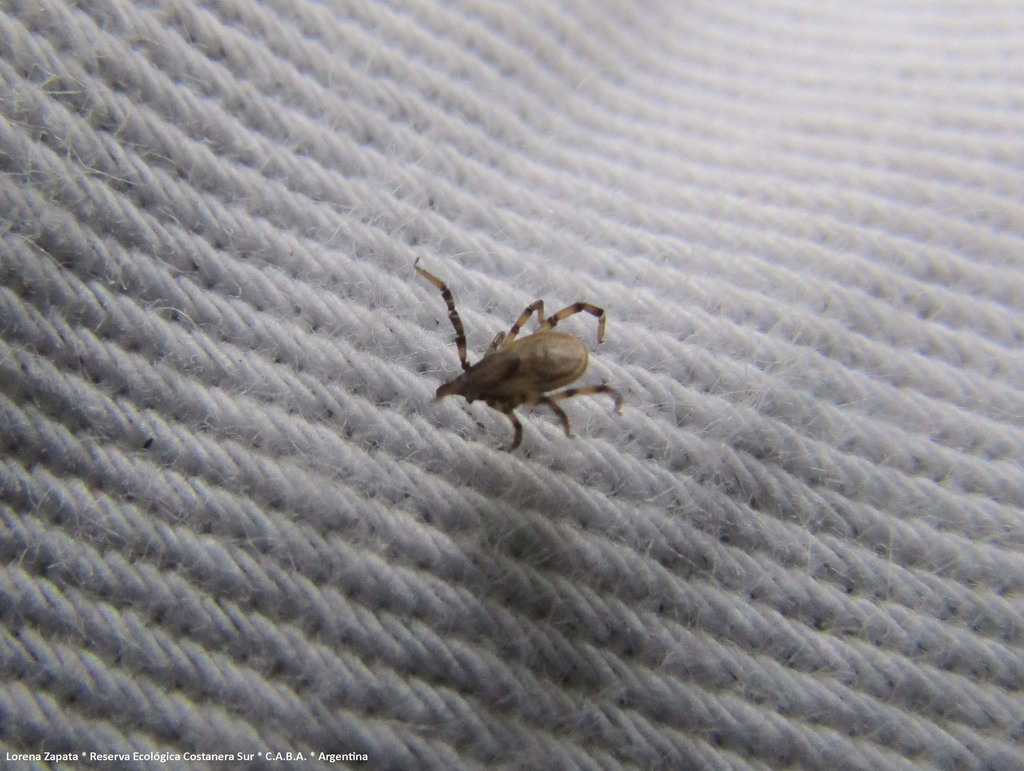 Ixodes auritulus