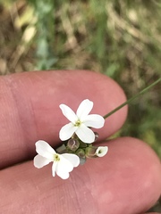 Arabidopsis