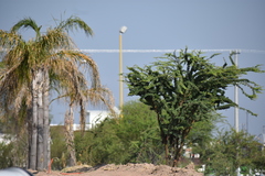 Vachellia schaffneri
