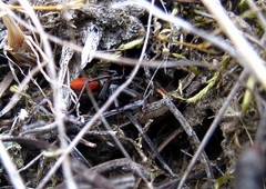 Castianeira walsinghami