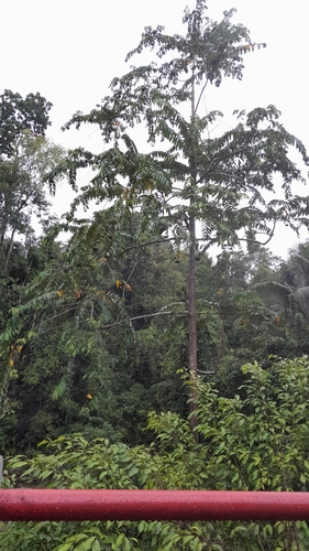 Duabanga moluccana observed 2024-10-13
