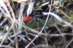 Castianeira walsinghami