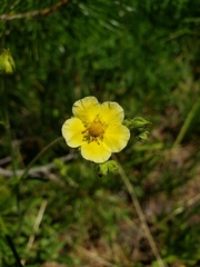 Drymocallis lactea austiniae