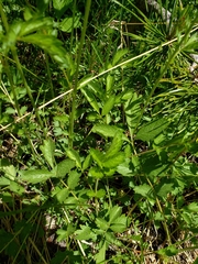 Drymocallis lactea austiniae