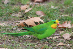 Polytelis swainsonii