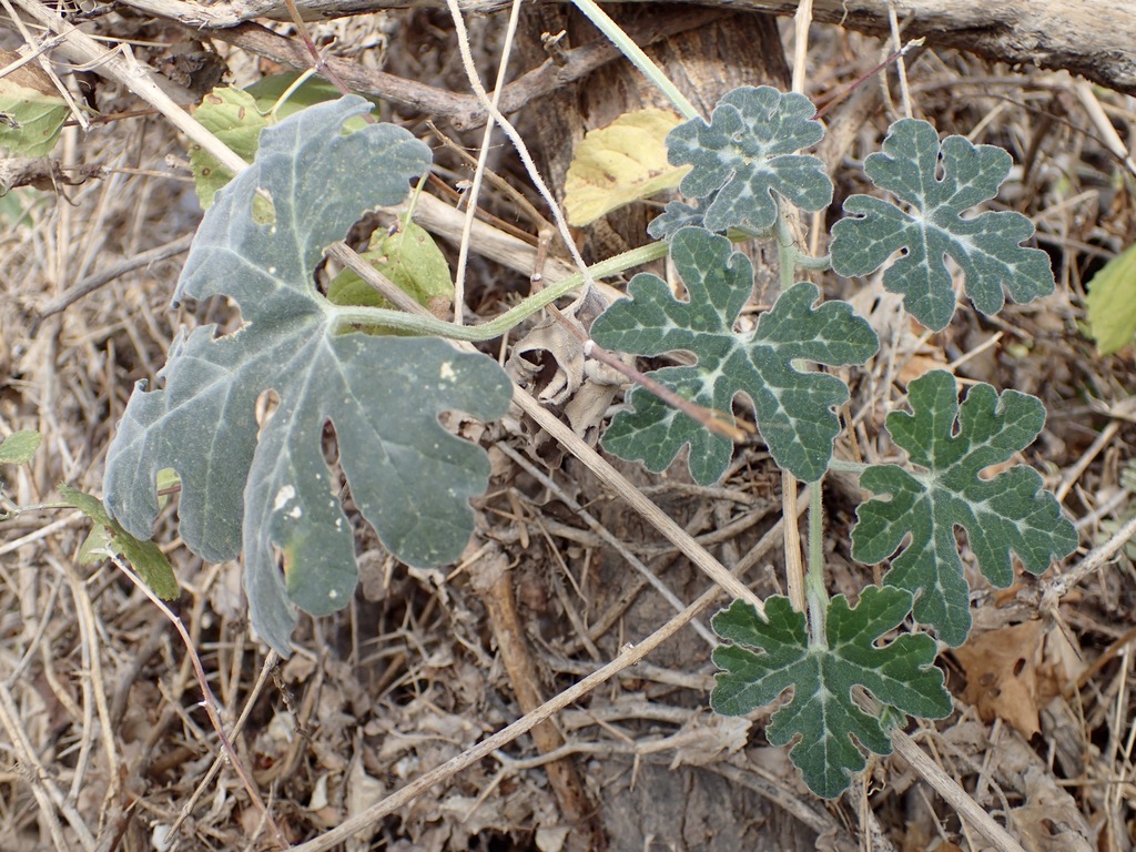 Cucurbita cordata (Coyote Melon)