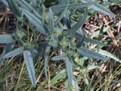 Lithospermum ruderale