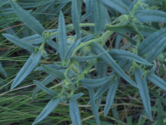 Lithospermum ruderale