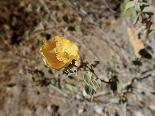 Abutilon californicum (Abutilon californicum)