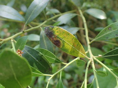 Phytomyza glabricola