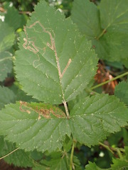 Stigmella villosella