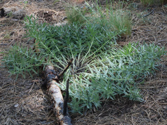 Lithospermum ruderale