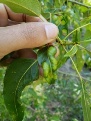 Taphrina populi-salicis