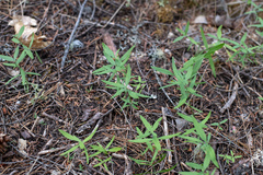 Moehringia macrophylla
