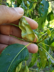 Taphrina populi-salicis