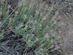Antennaria geyeri