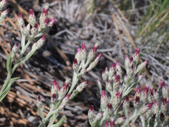 Antennaria geyeri
