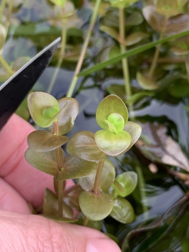 Image of Savannah False Pimpernel (Lindernia grandiflora) by (c) James Hardee, some rights reserved (CC BY)