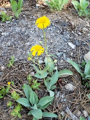 Arnica dealbata