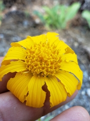 Arnica dealbata