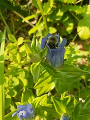 Gentiana platypetala