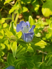 Gentiana platypetala