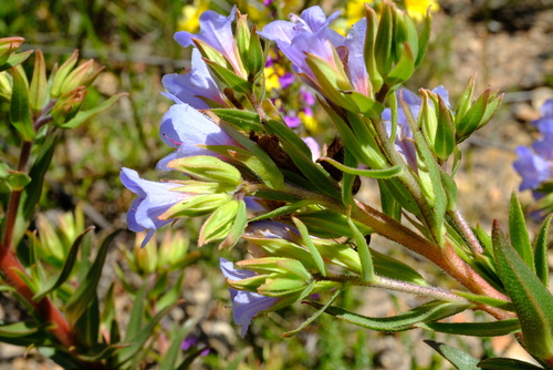 Hairy Healthbush (Lobostemon oederifolius)