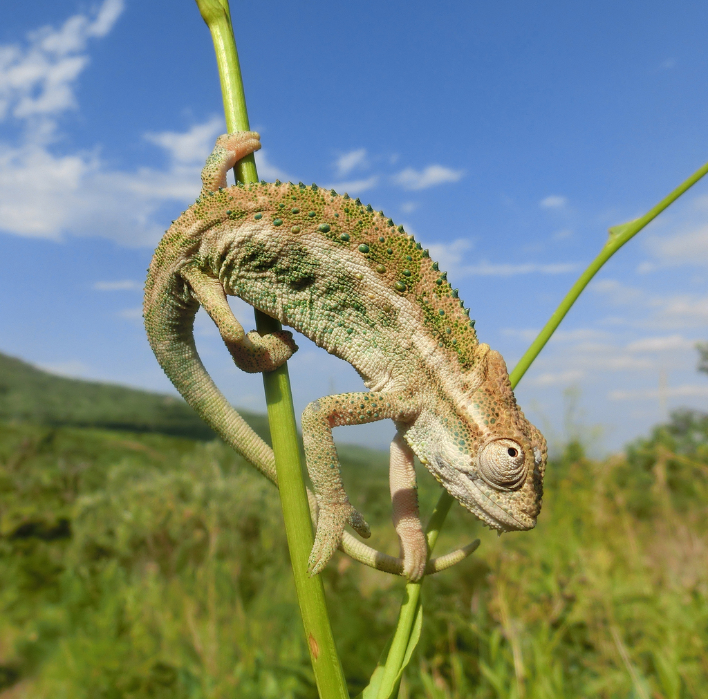 Drakensberg Dwarf Chameleon