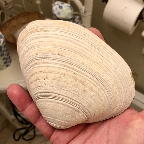 West Atlantic Surfclam