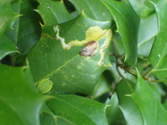 Phytomyza ilicis group