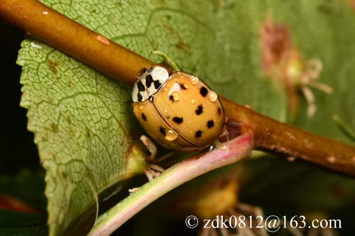 Asian Lady Beetle