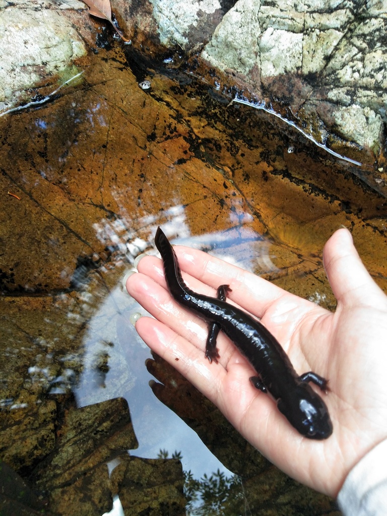 Guposhan Paddle-Tailed Newt