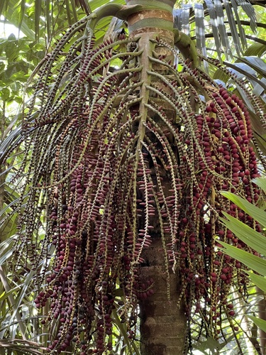 Pinanga insignis observed 2022-06-23
