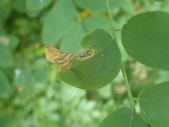 Agromyza soka
