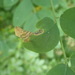 Agromyza soka - Photo (c) Julia Blyth, some rights reserved (CC BY-NC), uploaded by Julia Blyth