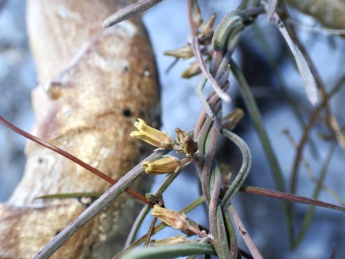 Image of Pattalias palmeri by (c) Sue Carnahan, some rights reserved (CC BY)