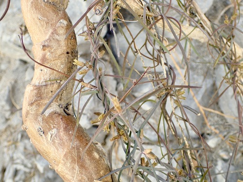 Image of Pattalias palmeri by (c) Sue Carnahan, some rights reserved (CC BY)