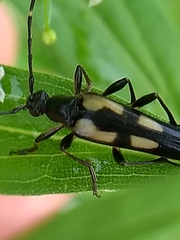 Etorofus subhamatus