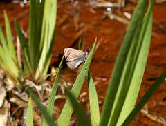 Callophrys augustinus iroides