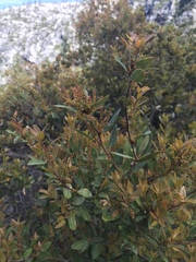 Chrysolepis sempervirens