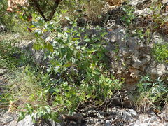 Ageratina havanensis