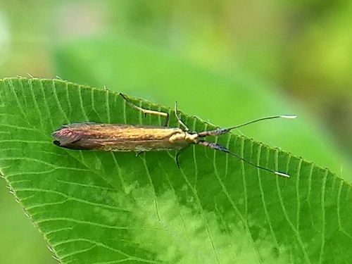 Red clover casebearer moth photo 3