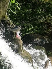 Nycticorax nycticorax